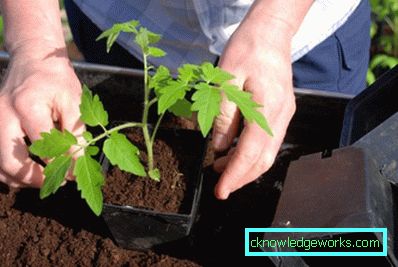 76-Як садити помідори на розсаду